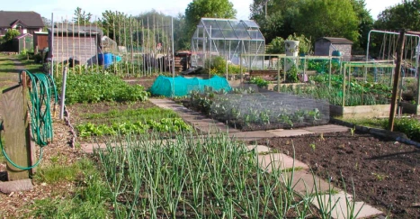 Inviting you to allotment life (so to speak)